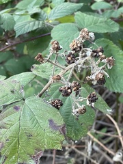 Rubus