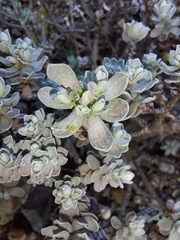 Helichrysum trilineatum