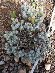 Helichrysum trilineatum