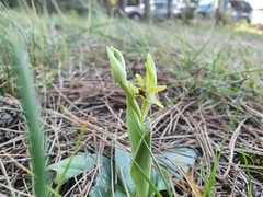 Ophrys sphegodes massiliensis