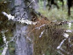Bryocaulon pseudosatoanum