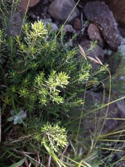 Helichrysum tenuifolium