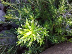 Helichrysum tenuifolium