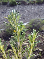 Helichrysum tenuifolium
