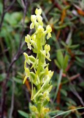 Platanthera tipuloides