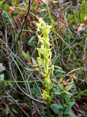 Platanthera tipuloides