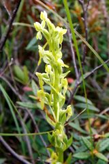 Platanthera tipuloides