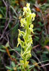 Platanthera tipuloides