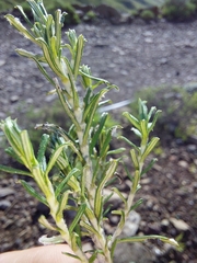 Helichrysum tenuifolium