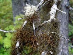 Bryocaulon pseudosatoanum