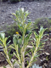 Helichrysum tenuifolium