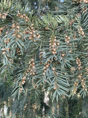 Taxus baccata
