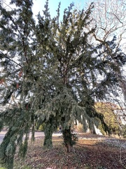 Taxus baccata