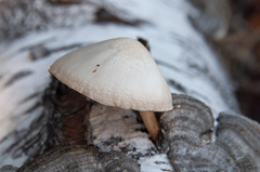 Pluteus pellitus