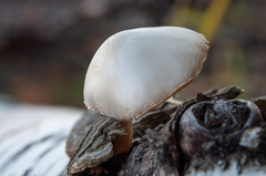 Pluteus pellitus