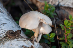 Pluteus pellitus
