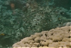 Pycnochromis dimidiatus