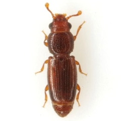 Bactridium striolatum