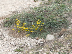 Lotus cytisoides