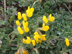 Lotus cytisoides
