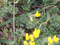 Lotus cytisoides