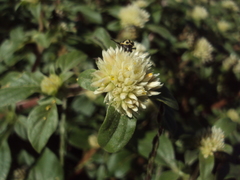 Gomphrena martiana