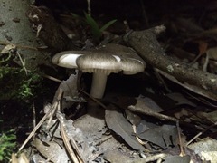 Megacollybia