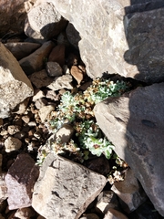 Helichrysum basalticum