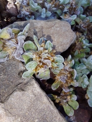 Helichrysum basalticum
