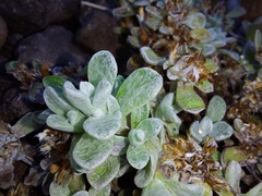 Helichrysum basalticum