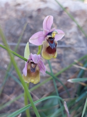 Ophrys tenthredinifera