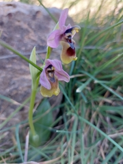 Ophrys tenthredinifera