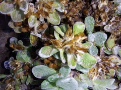 Helichrysum basalticum