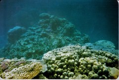 Pycnochromis dimidiatus