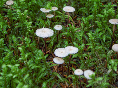 Paragymnopus perforans