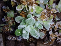 Helichrysum basalticum