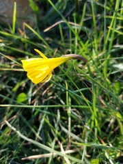 Narcissus bulbocodium