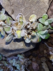 Helichrysum basalticum