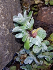 Helichrysum basalticum