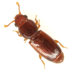 Bactridium striolatum