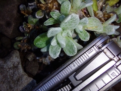 Helichrysum basalticum