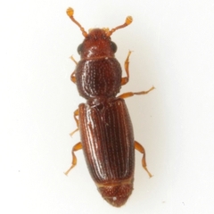 Bactridium striolatum