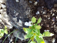 Nemesia rupicola