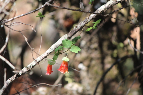 Lonicera pilosa (Lonicera pilosa)