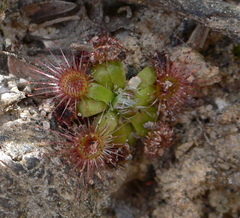Drosera pulchella