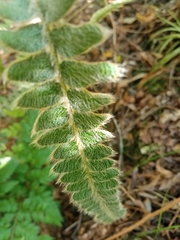 Pleopeltis lepidopteris