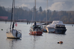 Melanitta perspicillata