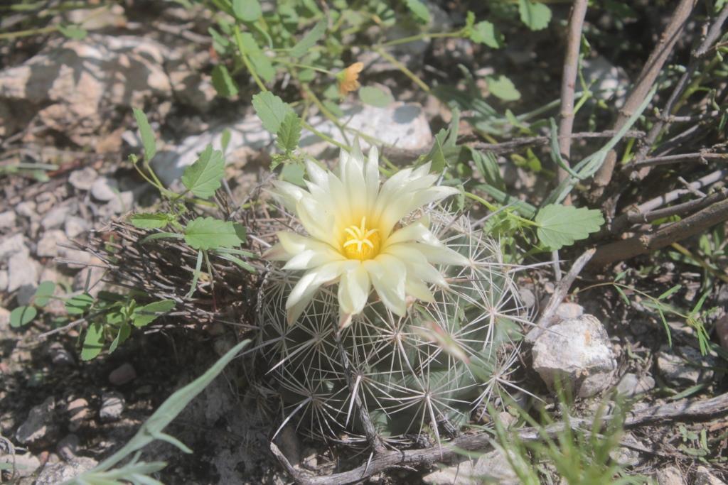 Coryphantha pseudonickelsiae, San Luis del Cordero, Dgo., México