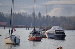 Melanitta perspicillata