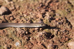 Delma tincta